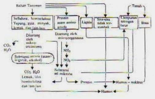 Gambar 1. Mekanisme pembentukan humus.